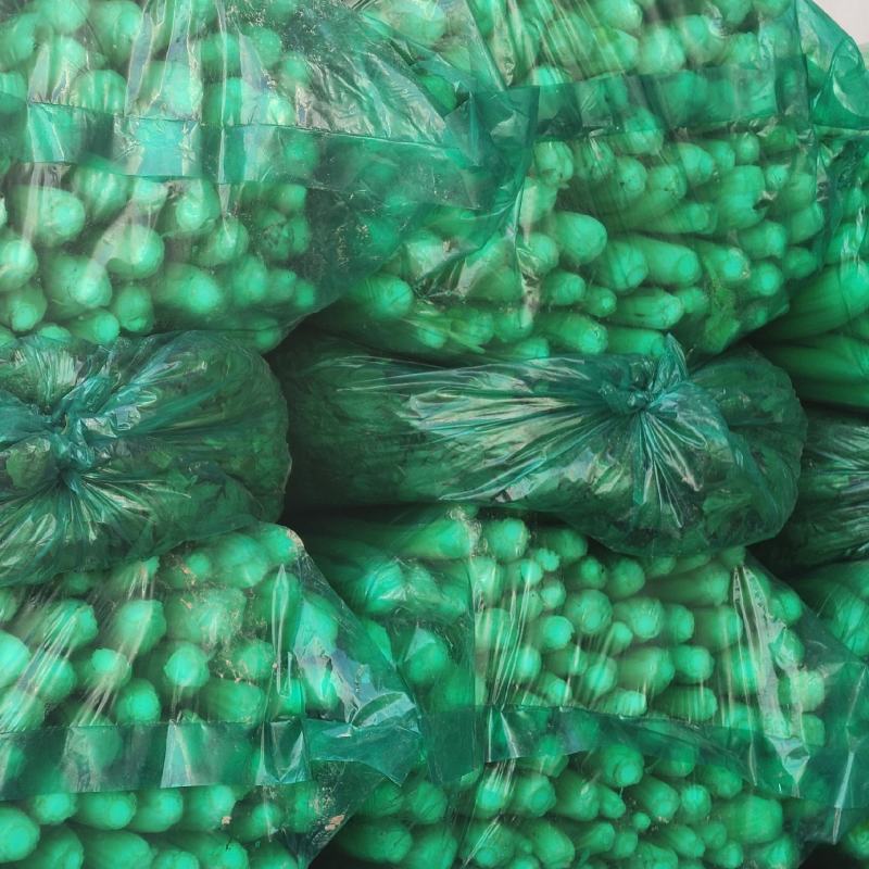 河南商丘夏邑精品西芹大量上市需要联系