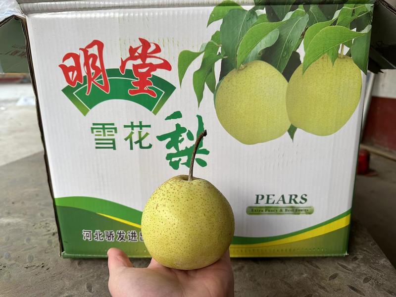 【赵县雪花梨】河北精品梨箱装60果脆甜多汁电联采购