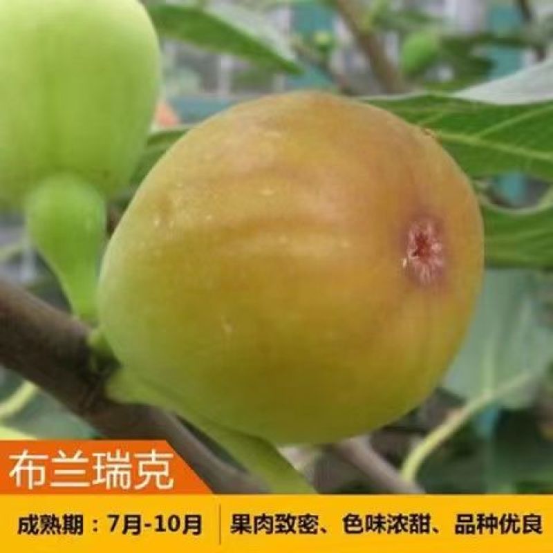 芭劳奈无花果苗四季结果易成活基地直发现挖现发技术支持