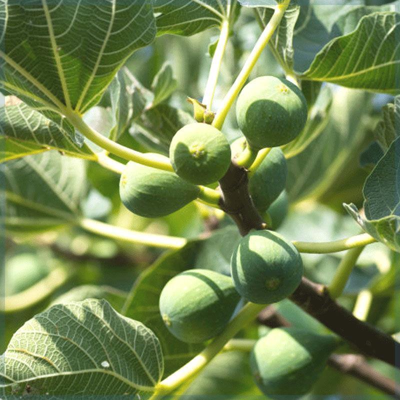 芭劳奈无花果苗四季结果易成活基地直发现挖现发技术支持