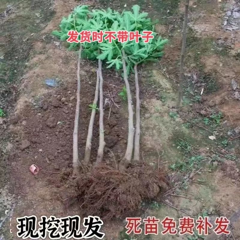 芭劳奈无花果苗四季结果易成活基地直发现挖现发技术支持