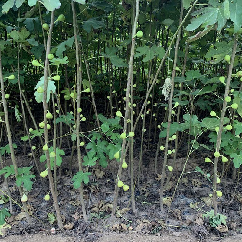 芭劳奈无花果苗四季结果易成活基地直发现挖现发技术支持