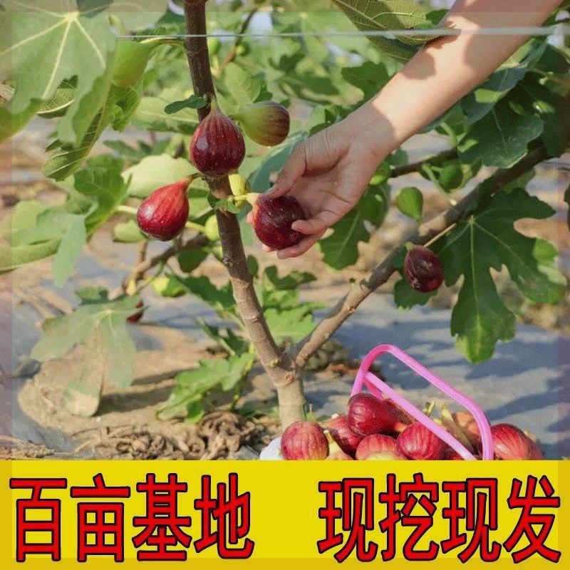 芭劳奈无花果苗四季结果易成活基地直发现挖现发技术支持