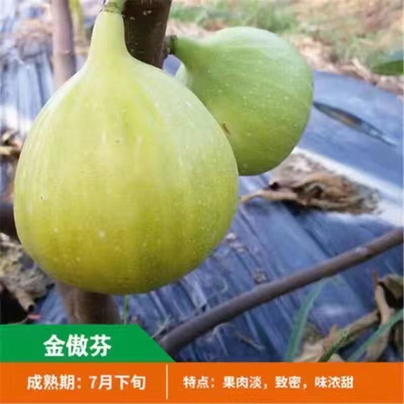 芭劳奈无花果苗四季结果易成活基地直发现挖现发技术支持