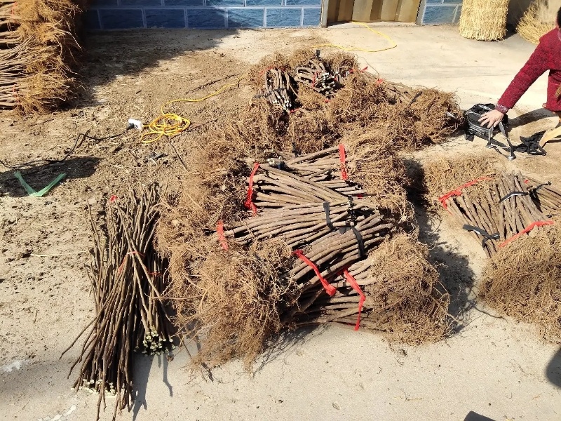 芭劳奈无花果苗四季结果易成活基地直发现挖现发技术支持