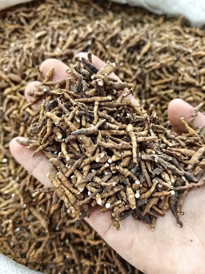 九节菖蒲批发九节菖蒲产地一手货源可供大货量大从优