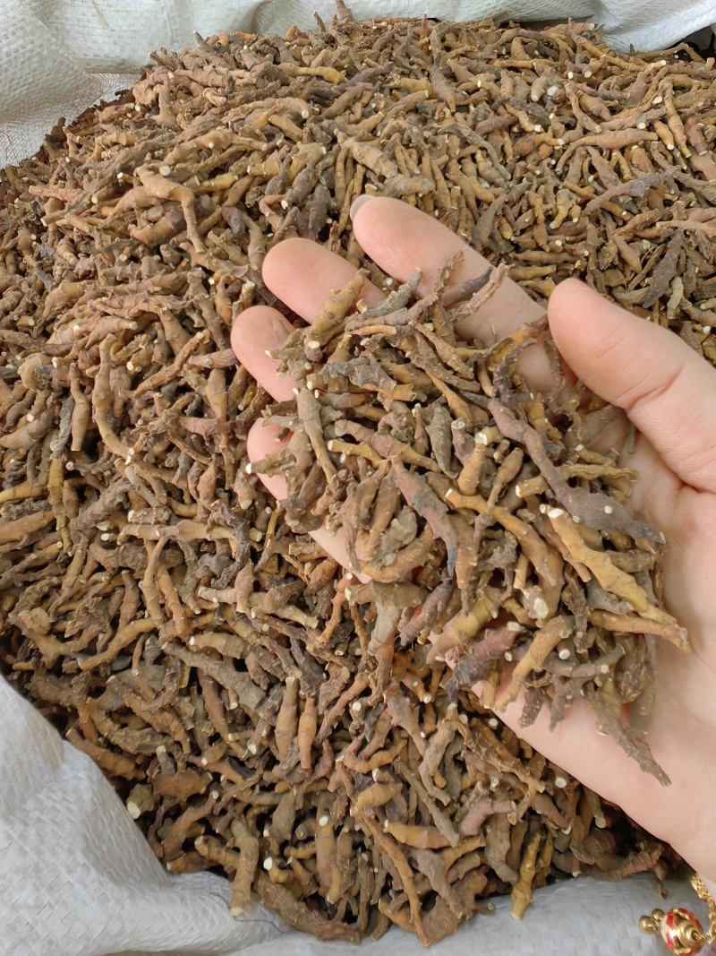 九节菖蒲批发九节菖蒲产地一手货源可供大货量大从优