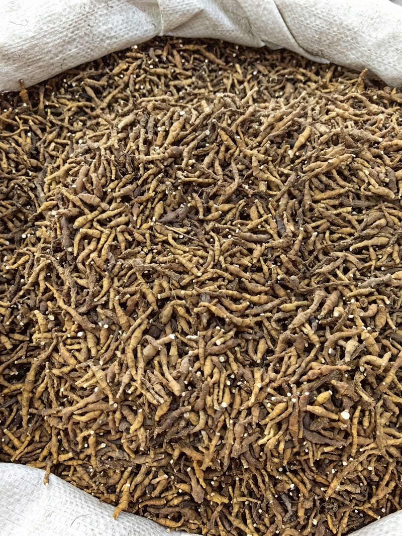 九节菖蒲批发九节菖蒲产地一手货源可供大货量大从优