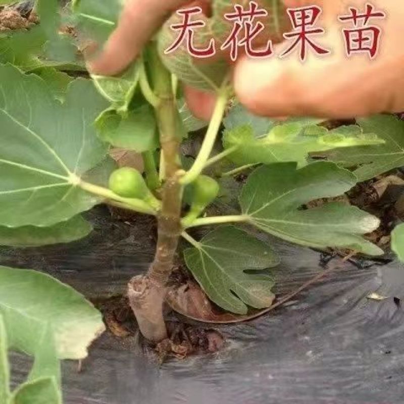 各品种无花果苗保证品种对版包成活死苗免费补发欢迎咨