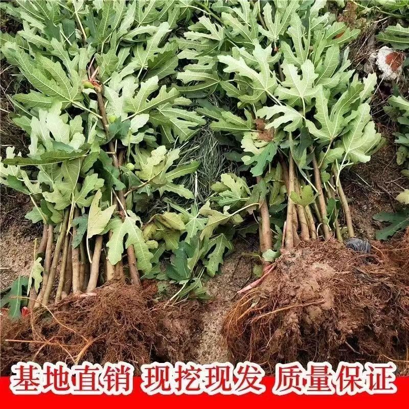 各品种无花果苗保证品种对版包成活死苗免费补发欢迎咨