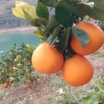 奉节脐橙72-1货源充足果皮光滑无干水产地代办代发