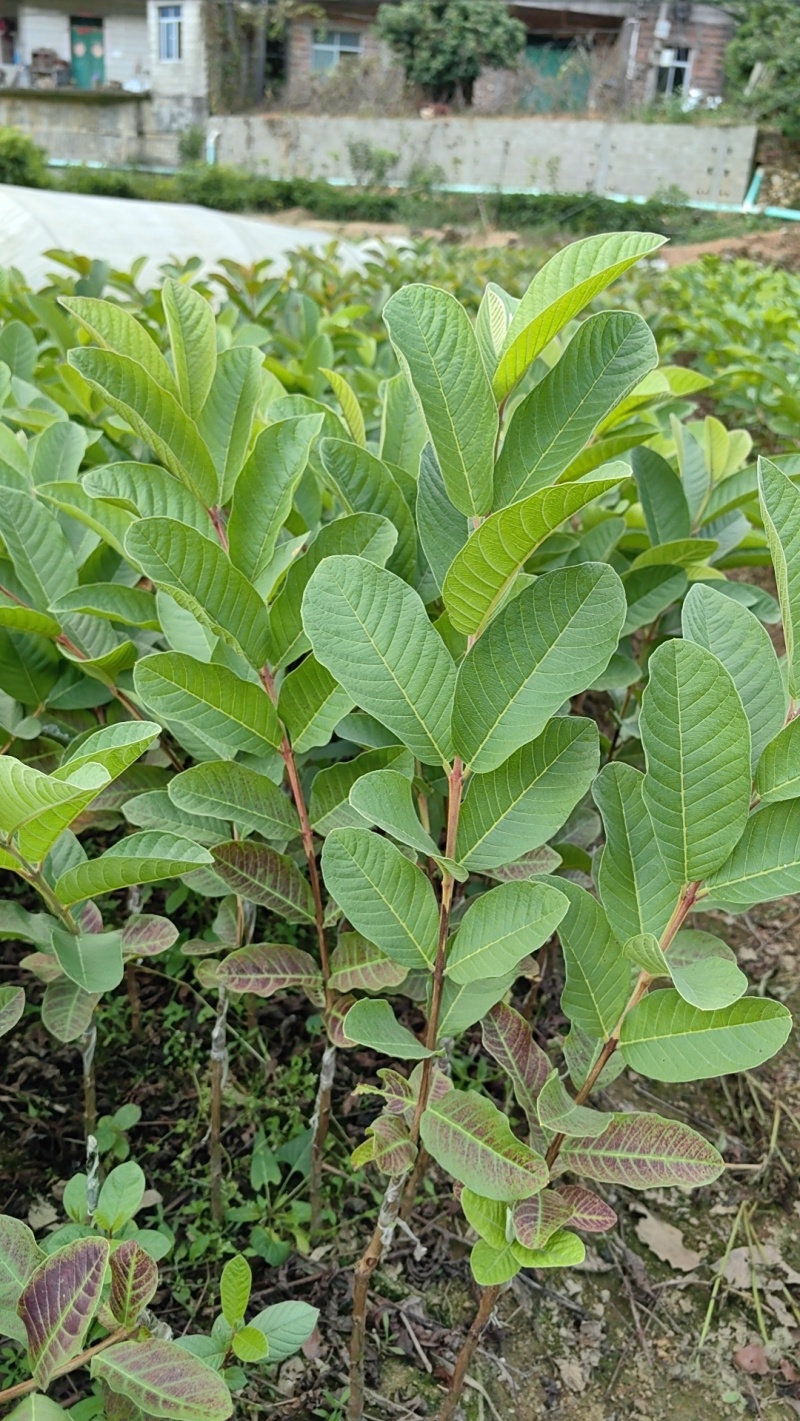 广西容县番石榴苗直生苗批发基地一手货源欢迎致电