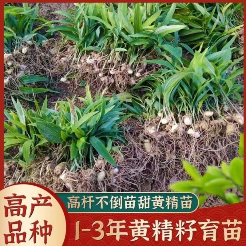 黄精种苗姜型多花甜黄精种苗姜型不倒苗黄精多花黄精老虎姜
