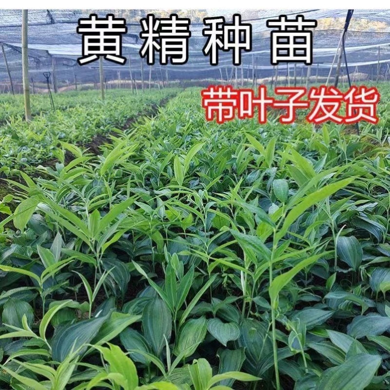 黄精种苗姜型多花甜黄精种苗姜型不倒苗黄精多花黄精老虎姜