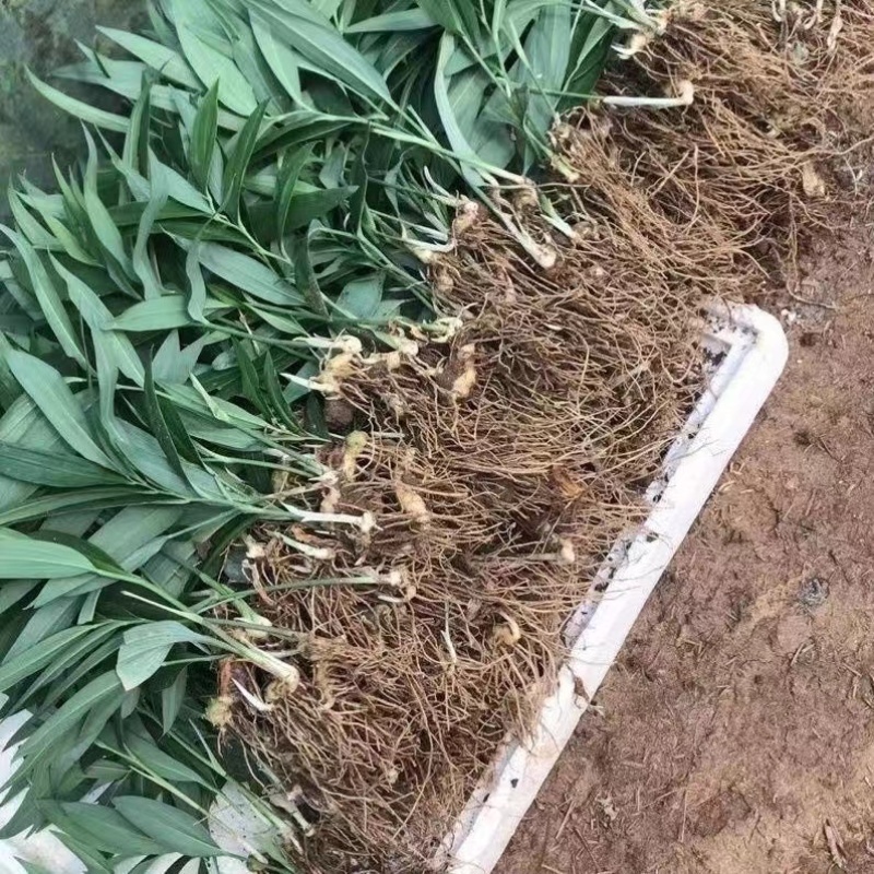 黄精种苗姜型多花甜黄精种苗姜型不倒苗黄精多花黄精老虎姜