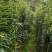 黄精种苗姜型多花甜黄精种苗姜型不倒苗黄精多花黄精老虎姜
