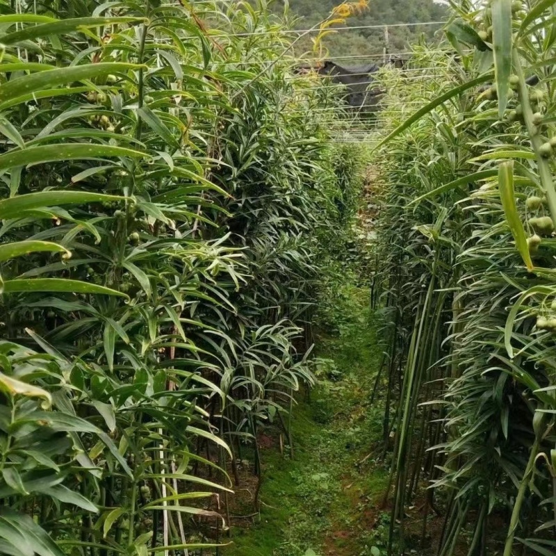 黄精种苗姜型多花甜黄精种苗姜型不倒苗黄精多花黄精老虎姜