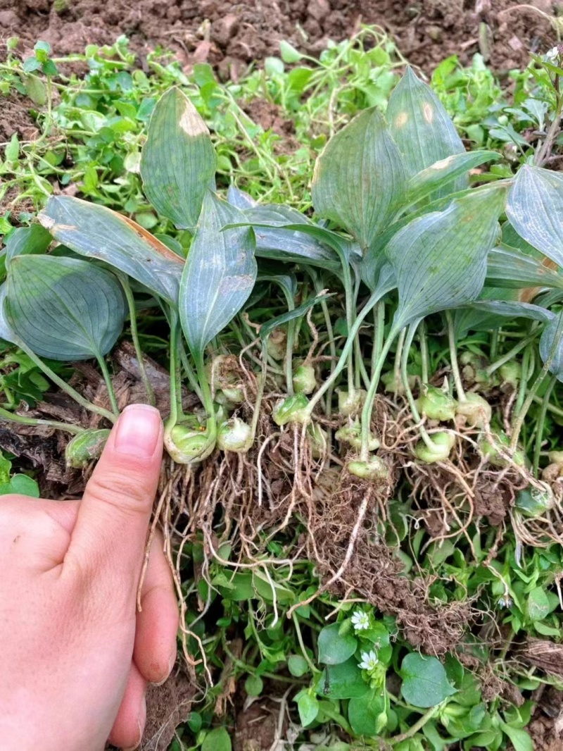 黄精种苗姜型多花甜黄精种苗姜型不倒苗黄精多花黄精老虎姜