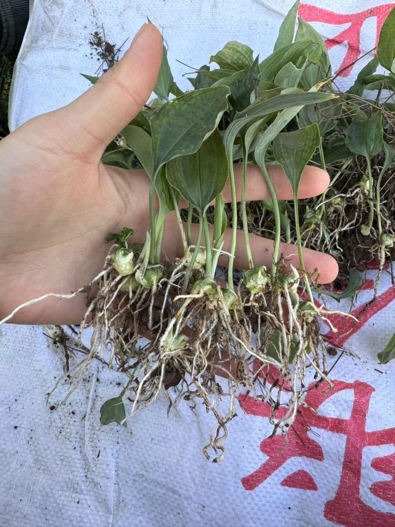 黄精种苗姜型多花甜黄精种苗姜型不倒苗黄精多花黄精老虎姜