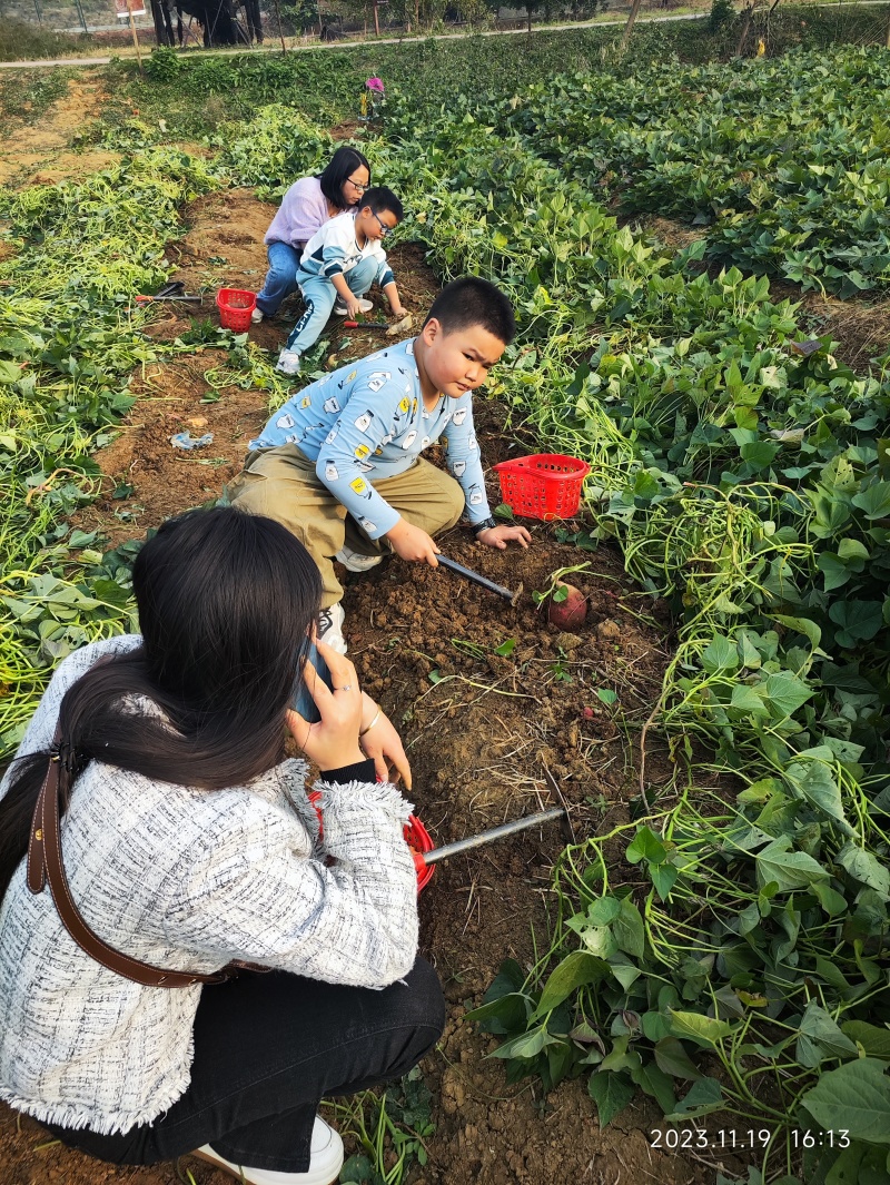 成都现挖208项农残未检出烟薯25烤红薯甜度高化渣