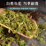 伸筋草中药材大别山伸筋草绿色干净批发价