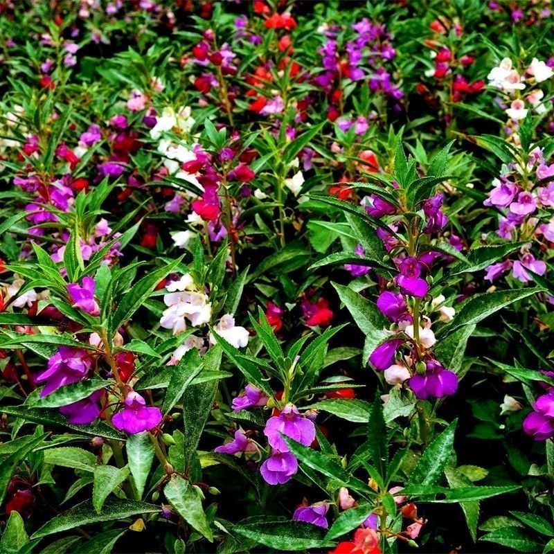 凤仙花种子指甲花阳台盆栽简单易种花籽花卉鲜花茶花凤仙花草