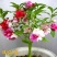 凤仙花种子指甲花阳台盆栽简单易种花籽花卉鲜花茶花凤仙花草