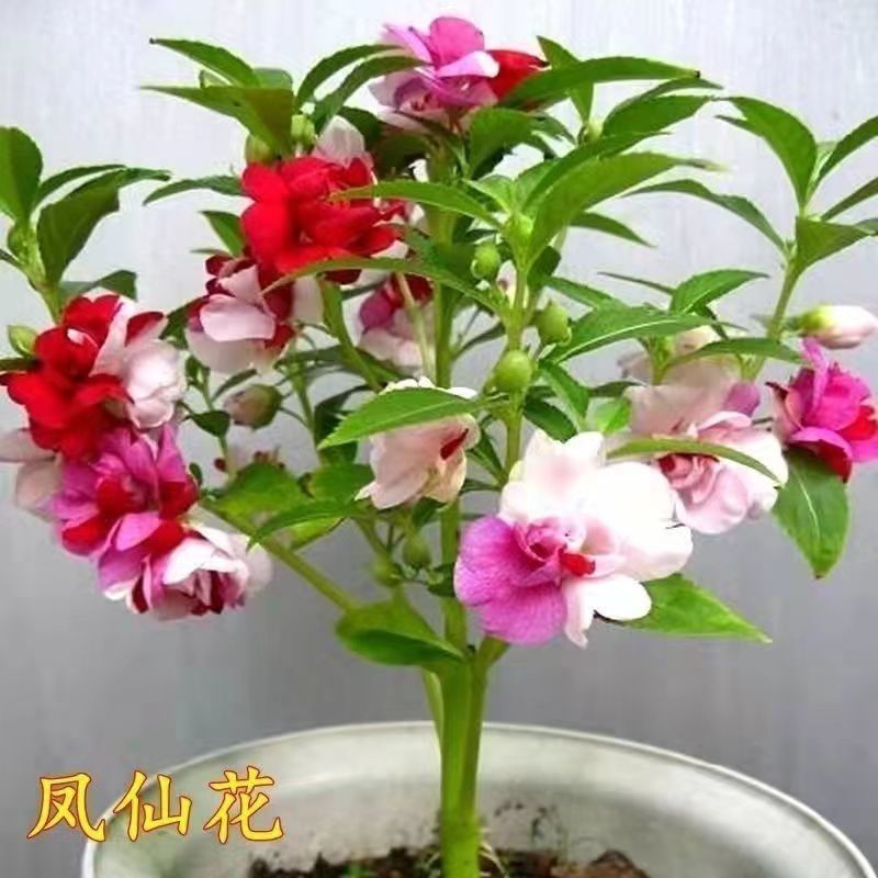 凤仙花种子指甲花阳台盆栽简单易种花籽花卉鲜花茶花凤仙花草