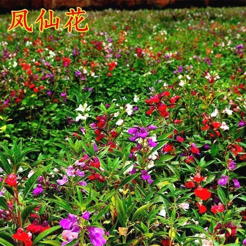 凤仙花种子指甲花阳台盆栽简单易种花籽花卉鲜花茶花凤仙花草