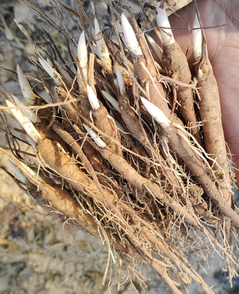 白芍苗芍药苗赤芍苗保证成活率新鲜种苗基地直销