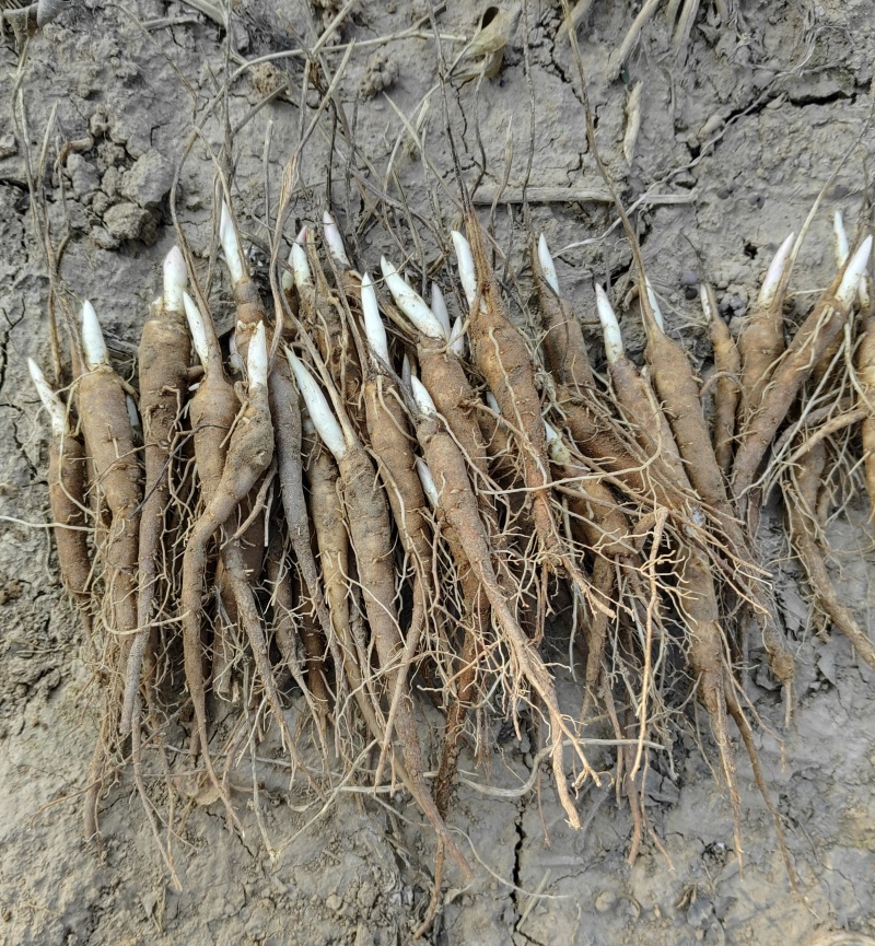 白芍苗芍药苗赤芍苗保证成活率新鲜种苗基地直销