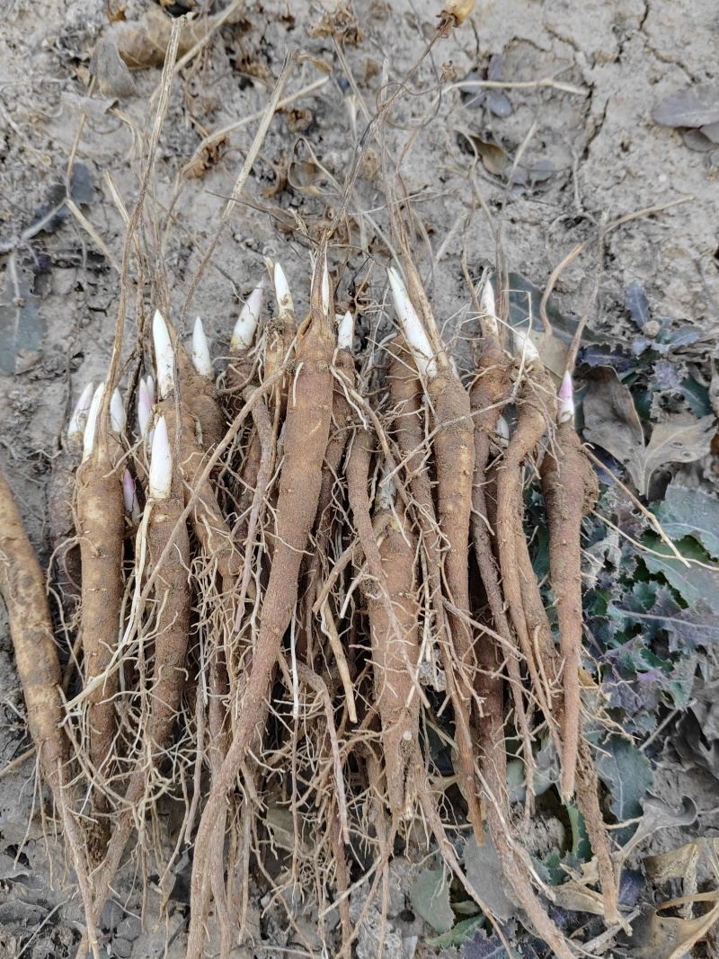 白芍苗芍药苗赤芍苗保证成活率新鲜种苗基地直销