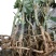 四川种苗通草苗提供技术指导成活高现挖现发保证正品