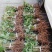 四川种苗通草苗提供技术指导成活高现挖现发保证正品
