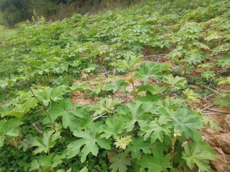 四川种苗通草苗提供技术指导成活高现挖现发保证正品