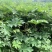 四川种苗通草苗提供技术指导成活高现挖现发保证正品