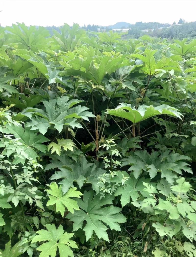 四川种苗通草苗提供技术指导成活高现挖现发保证正品