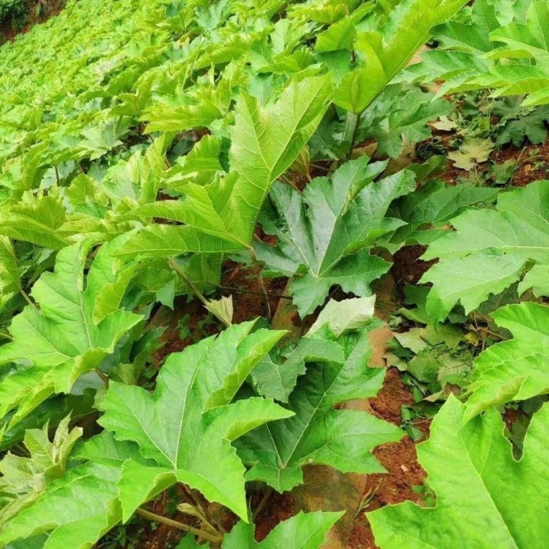 四川种苗通草苗提供技术指导成活高现挖现发保证正品