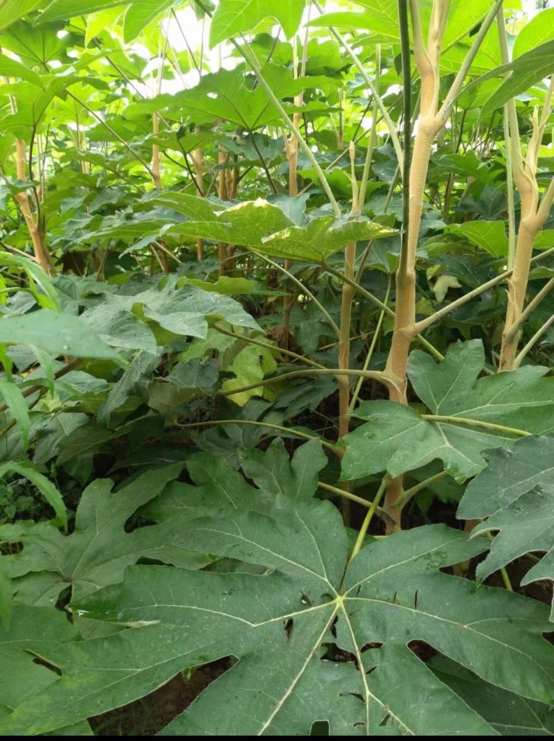 四川种苗通草苗提供技术指导成活高现挖现发保证正品