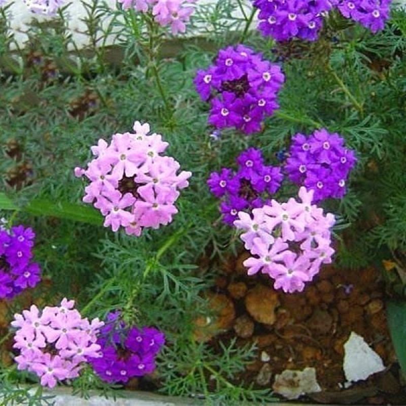 秋季花卉矮生花草美女樱种子路边多年生地被花卉宿根耐寒花种