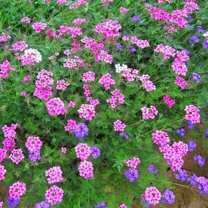 秋季花卉矮生花草美女樱种子路边多年生地被花卉宿根耐寒花种