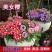 秋季花卉矮生花草美女樱种子路边多年生地被花卉宿根耐寒花种