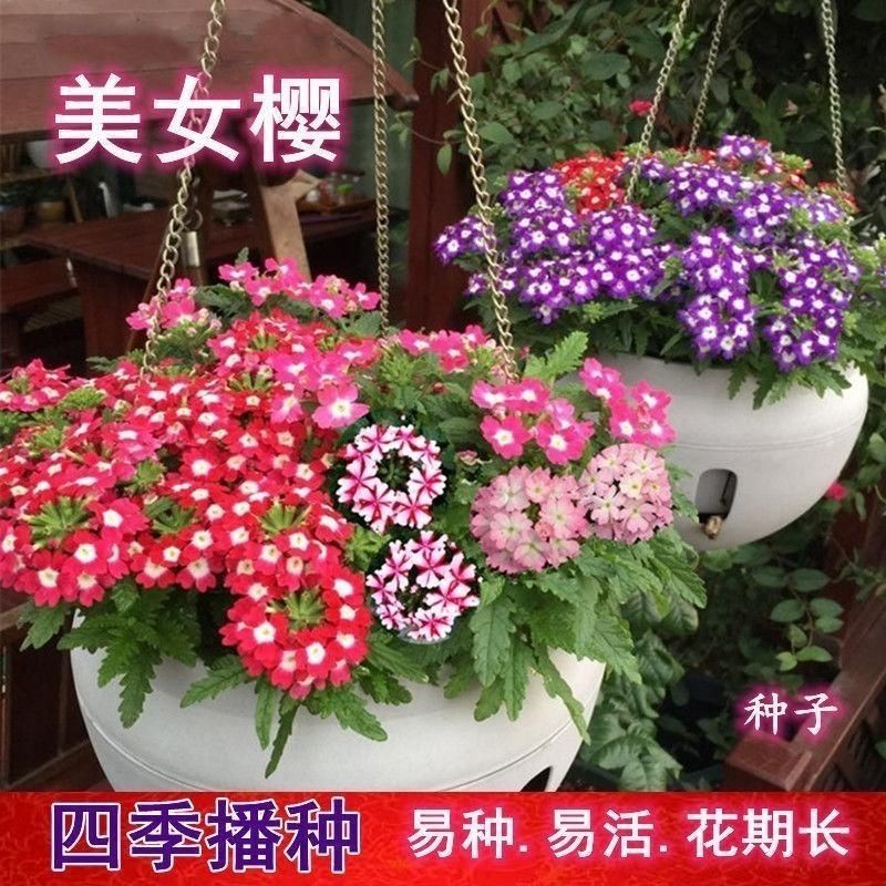 秋季花卉矮生花草美女樱种子路边多年生地被花卉宿根耐寒花种