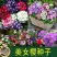 秋季花卉矮生花草美女樱种子路边多年生地被花卉宿根耐寒花种