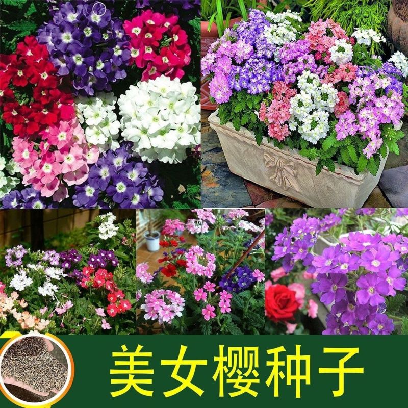 秋季花卉矮生花草美女樱种子路边多年生地被花卉宿根耐寒花种