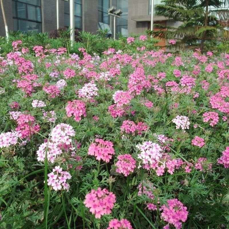 秋季花卉矮生花草美女樱种子路边多年生地被花卉宿根耐寒花种