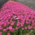 秋季花卉矮生花草美女樱种子路边多年生地被花卉宿根耐寒花种