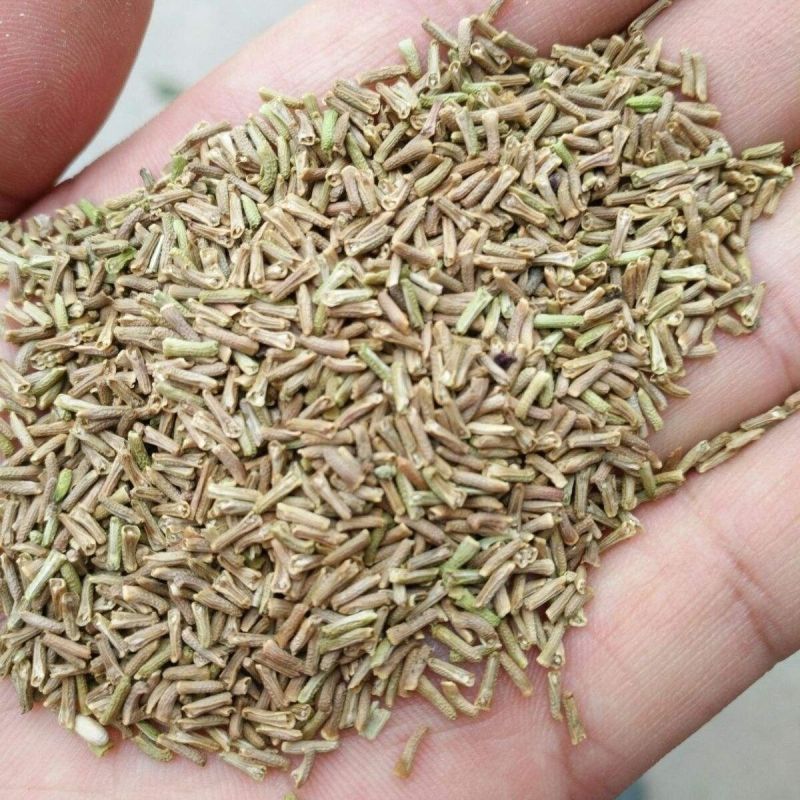 秋季花卉矮生花草美女樱种子路边多年生地被花卉宿根耐寒花种