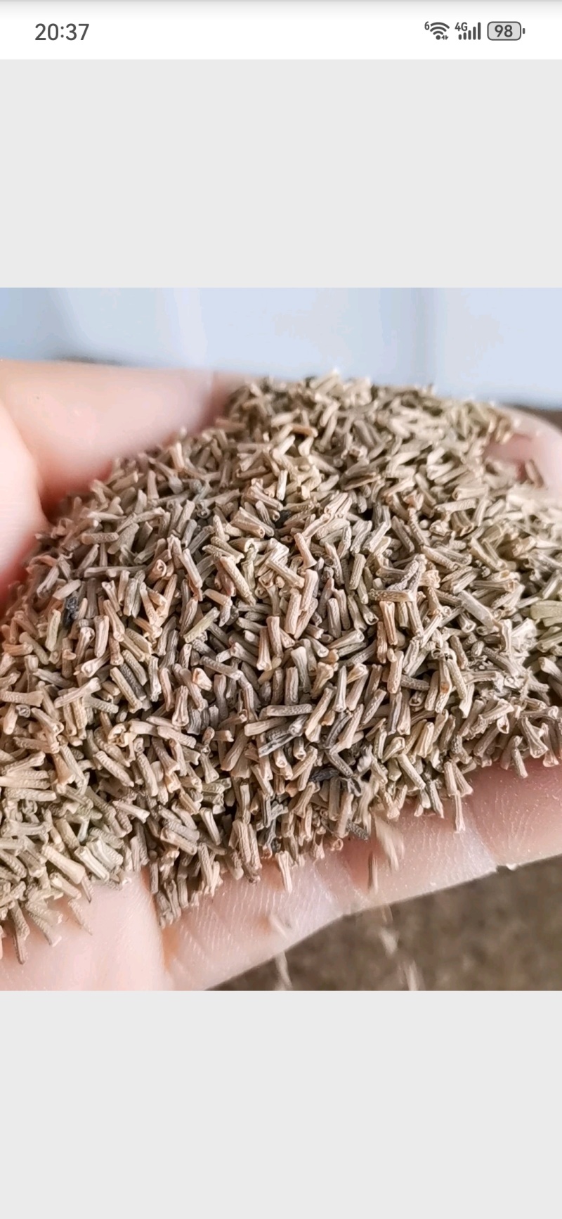 秋季花卉矮生花草美女樱种子路边多年生地被花卉宿根耐寒花种