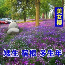 秋季花卉矮生花草美女樱种子路边多年生地被花卉宿根耐寒花种